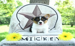 Welsh Corgi Pembroke dogs for sale: Mickey - Image 1
