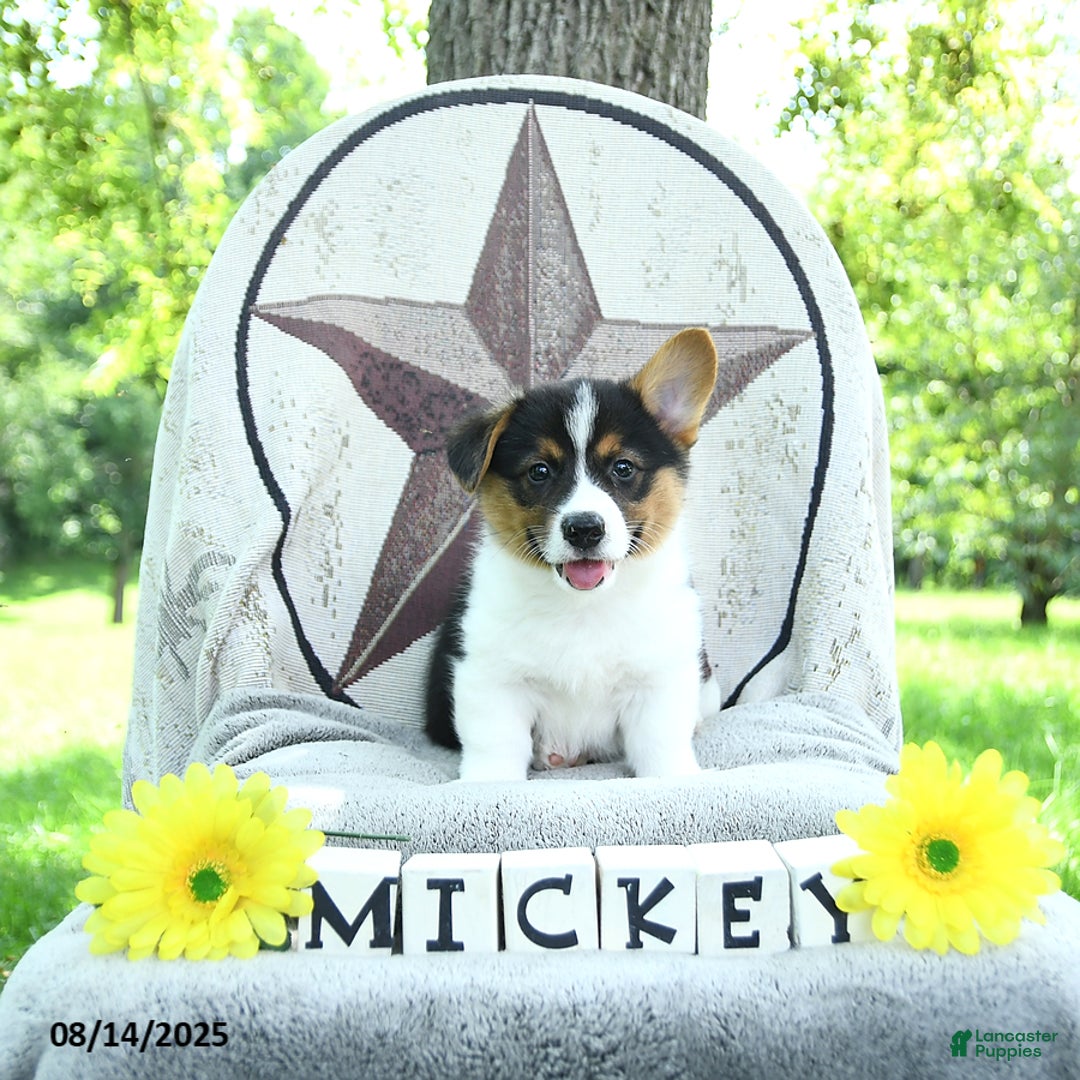 Welsh Corgi Pembroke dogs for sale: Mickey - Image 1
