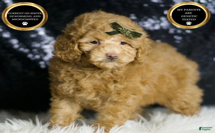 Maltipoo dogs - Advert 24