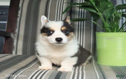 Welsh Corgi Pembroke dogs for sale: Tommy - Image 3