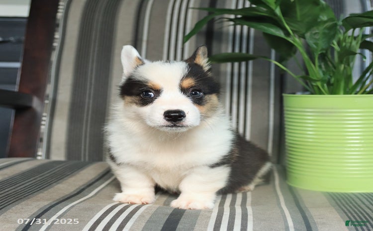 Welsh Corgi Pembroke dogs for sale - Ad 2