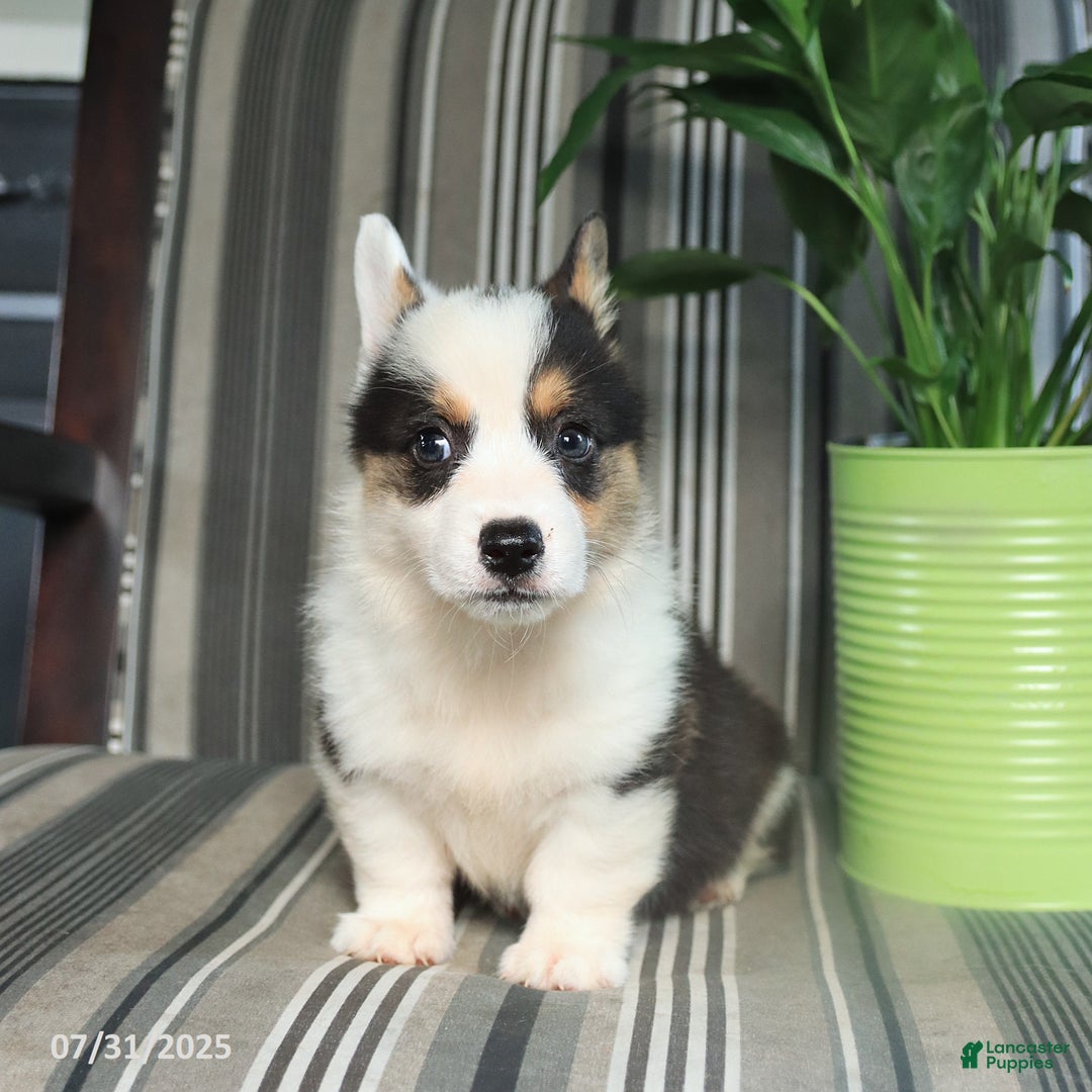 Welsh Corgi Pembroke dogs for sale: Tommy - Image 3
