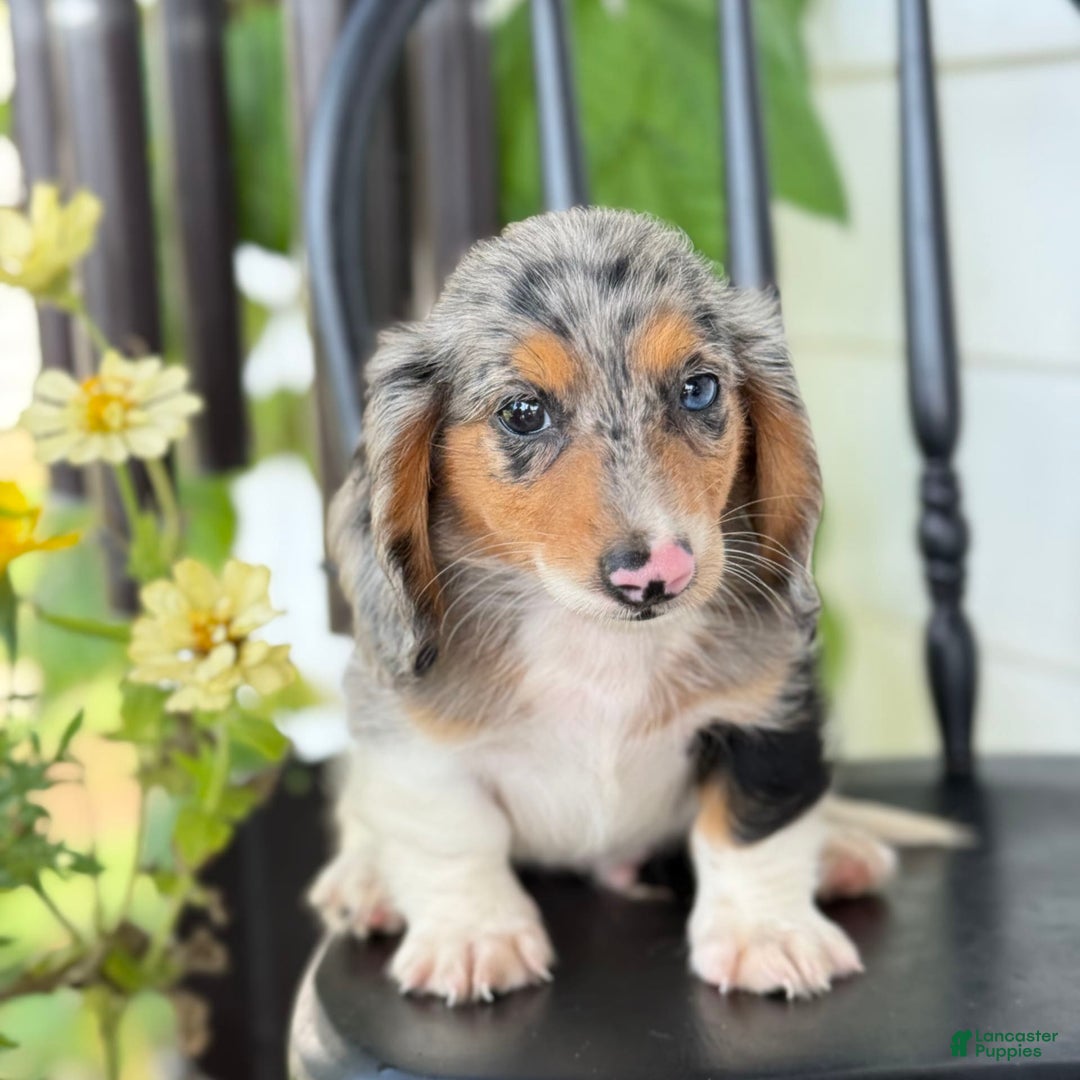 Miniature Dachshund dogs for sale: Miniature Dachshund 7 puppies - Image 13