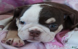 English Bulldog dogs for sale: Brie - Image 1