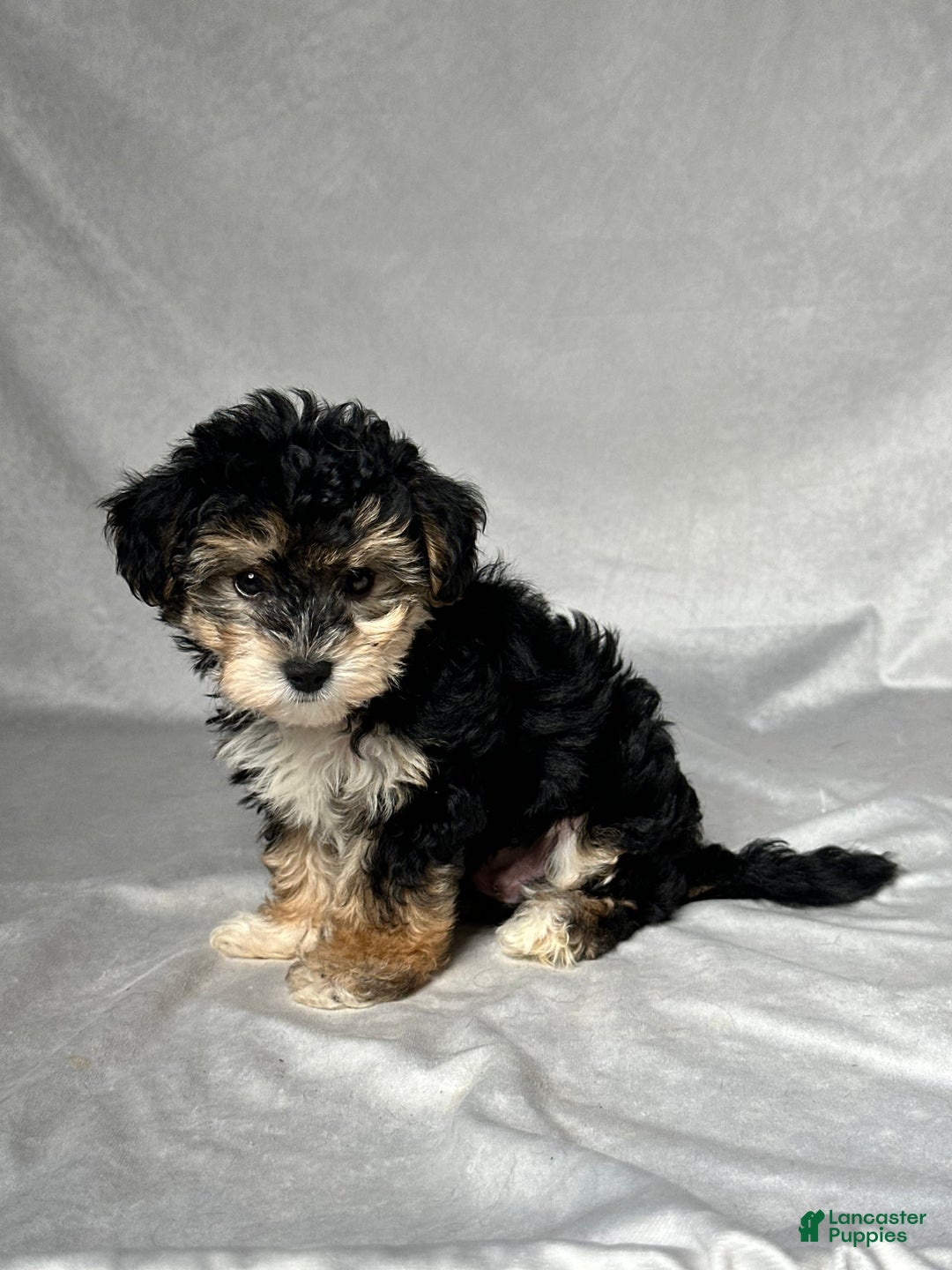 Yochon dogs for sale: Mia - Image 3