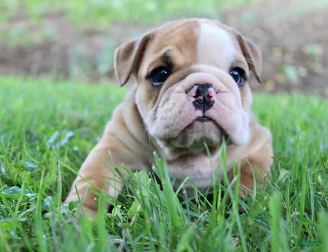 English Bulldog dogs for sale: Wyatt - Image 18