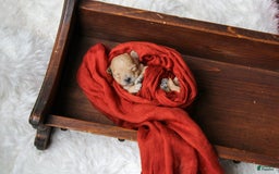 Maltipoo dogs for sale: Teddy - Image 12