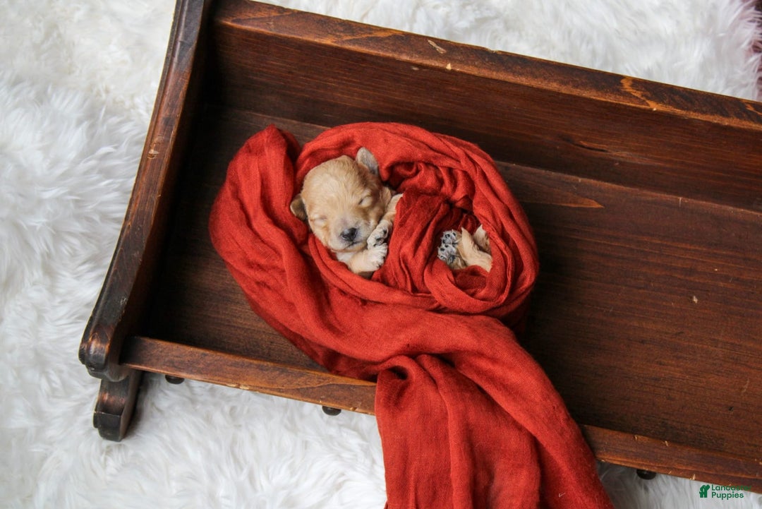 Maltipoo dogs for sale: Teddy - Image 12