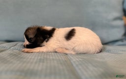 Papillon dogs for sale: Coras Female - Image 2