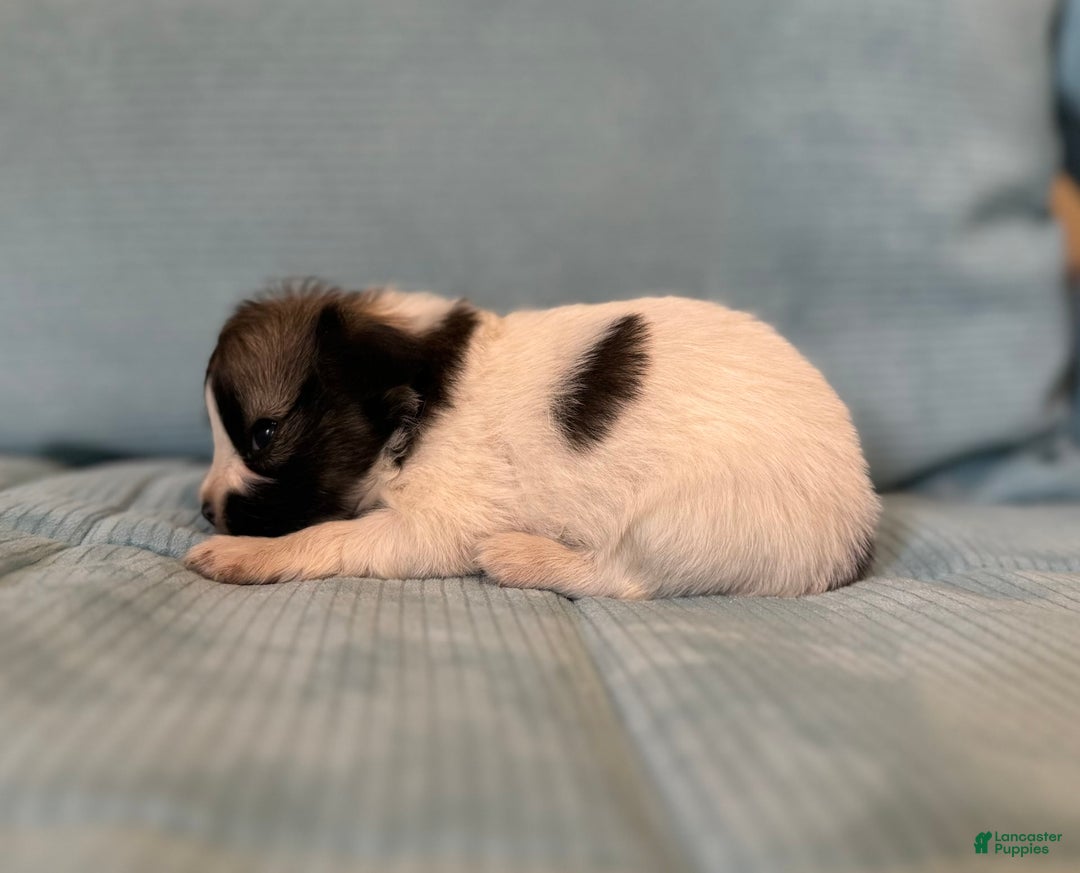 Papillon dogs for sale: Coras Female - Image 2