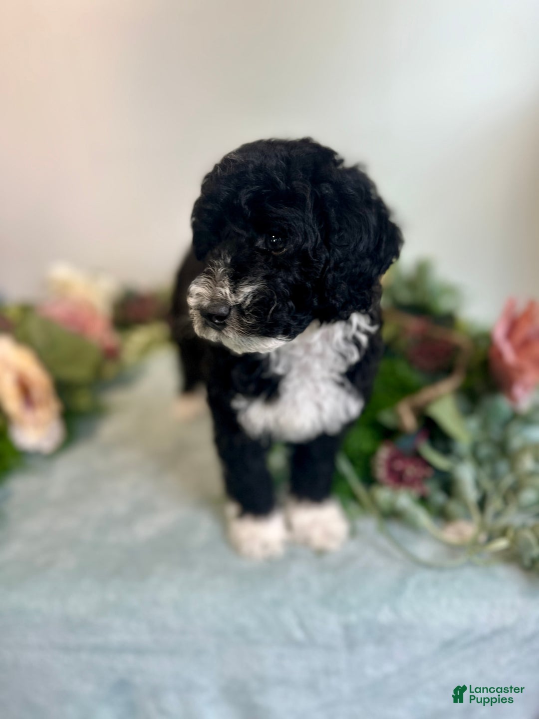 Mini Bernedoodle dogs for sale: Diamond - Image 7