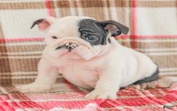 English Bulldog dogs for sale: Max - Image 8