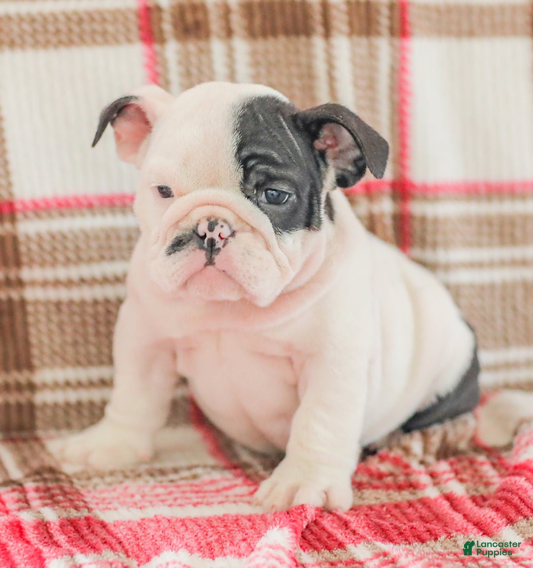 English Bulldog dogs for sale: Max - Image 8