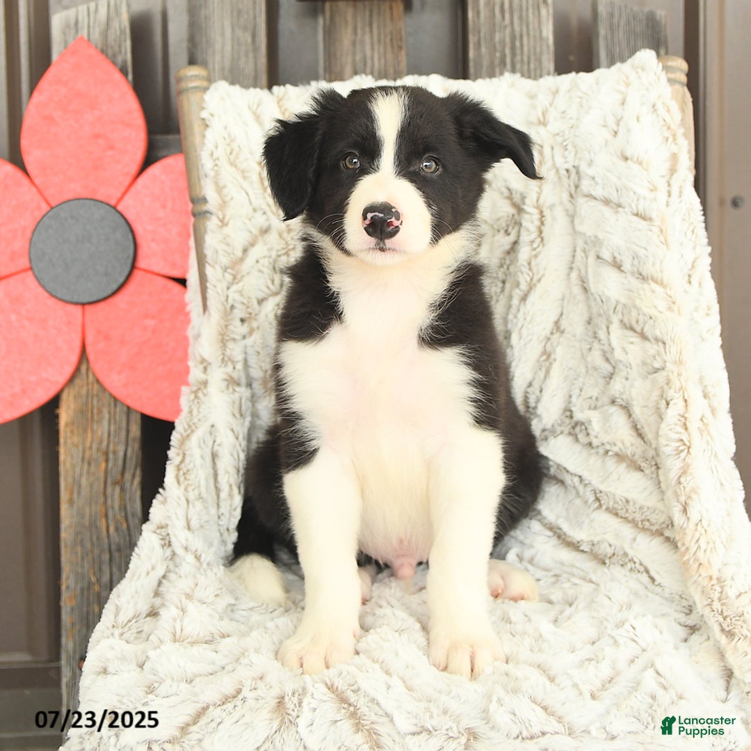 Border Collie dogs for sale: Nudge - Image 4