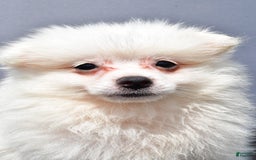 Pomeranian dogs for sale: Issac - Image 6