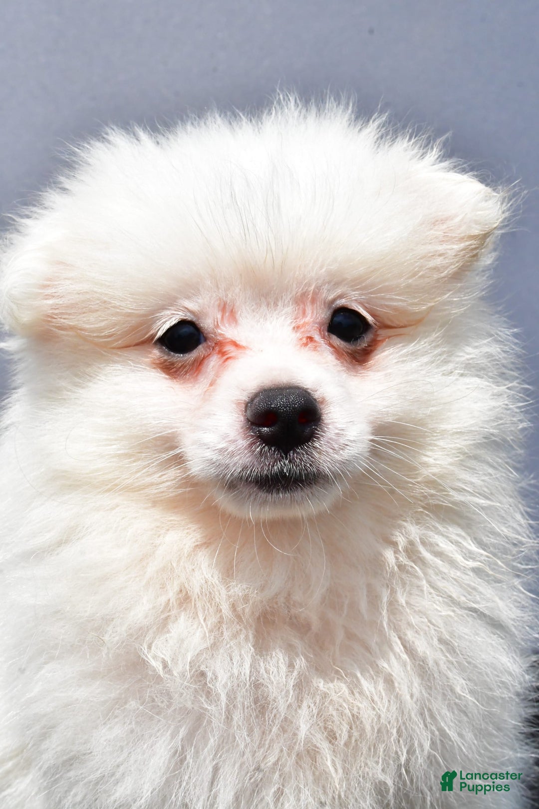 Pomeranian dogs for sale: Issac - Image 6