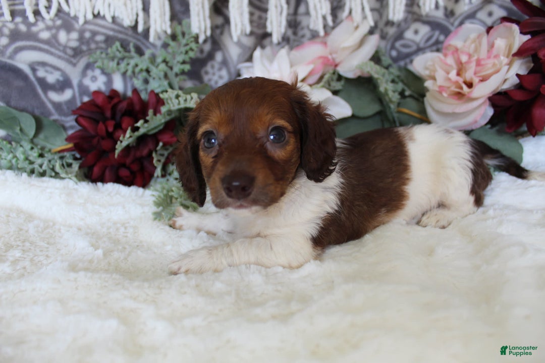 Miniature Dachshund dogs for sale: Gloria - Image 5