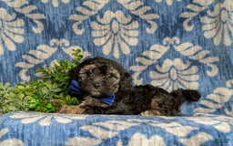 Cavapoo dogs for sale: Dunleigh Hypoallergenic - Image 8