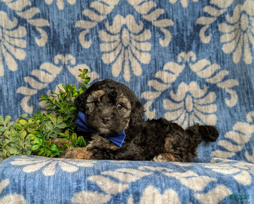 Cavapoo dogs for sale: Dunleigh Hypoallergenic - Image 8