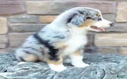 Miniature Australian Shepherd dogs for sale: Hendrik - Image 3