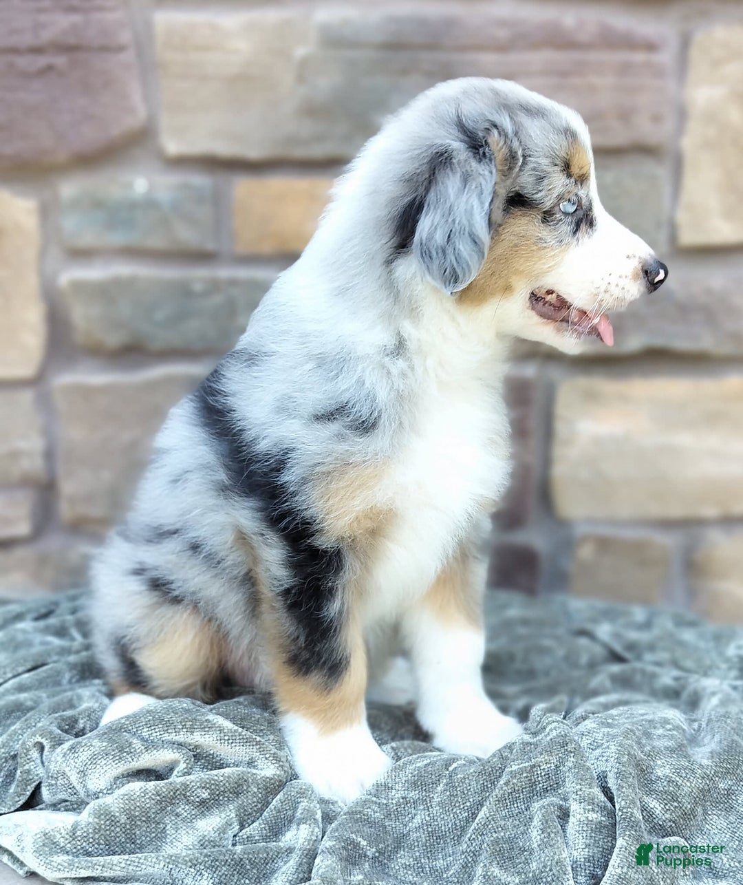 Miniature Australian Shepherd dogs for sale: Hendrik - Image 3