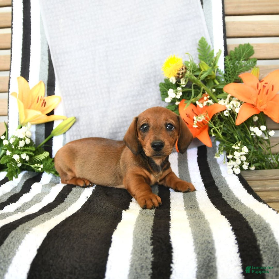 Miniature Dachshund dogs for sale: Patrick - Image 19
