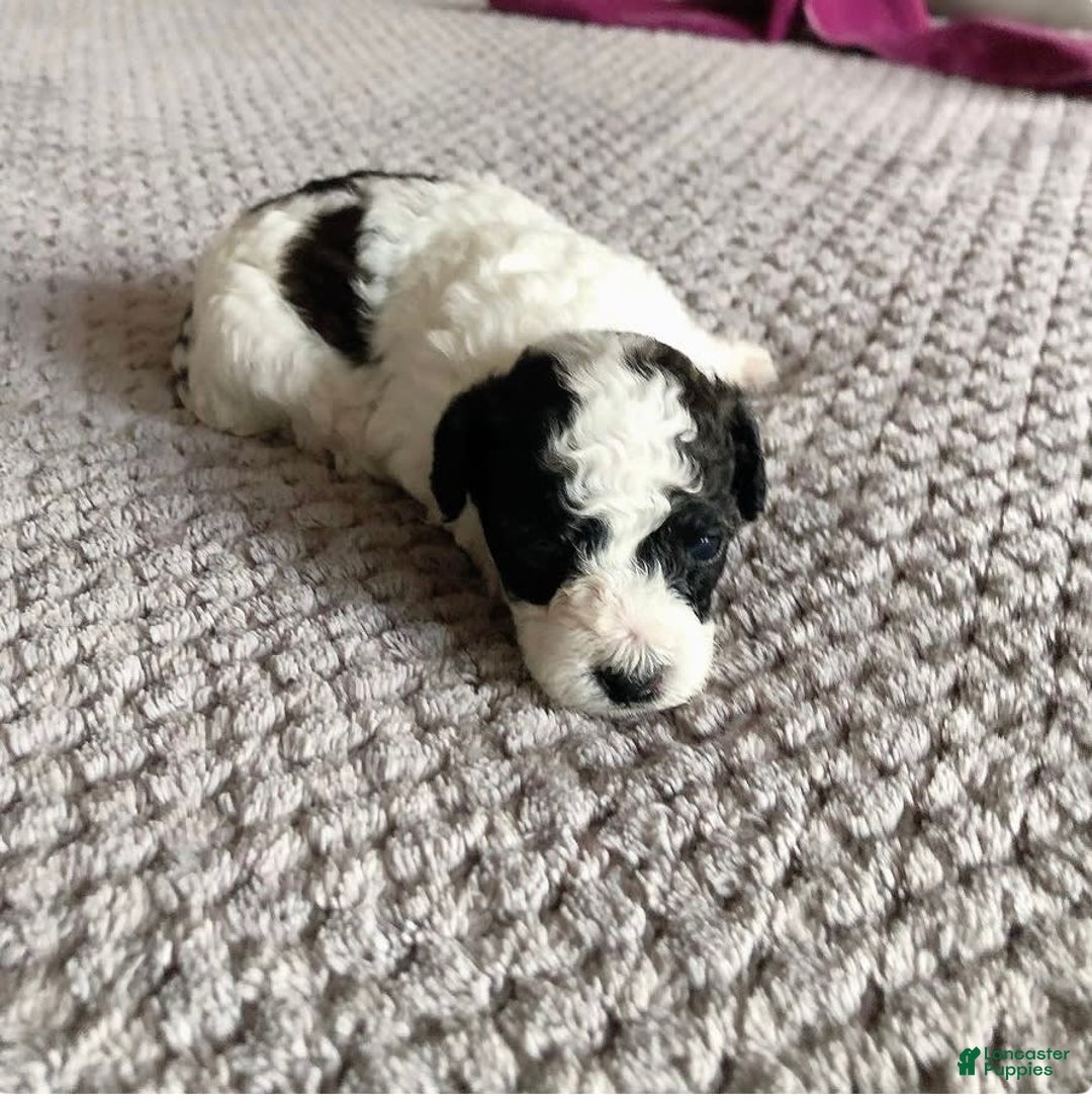 Toy Poodle dogs for sale: Mark Antony - Image 4