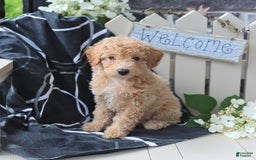 Miniature Poodle dogs for sale: Macy - Image 4