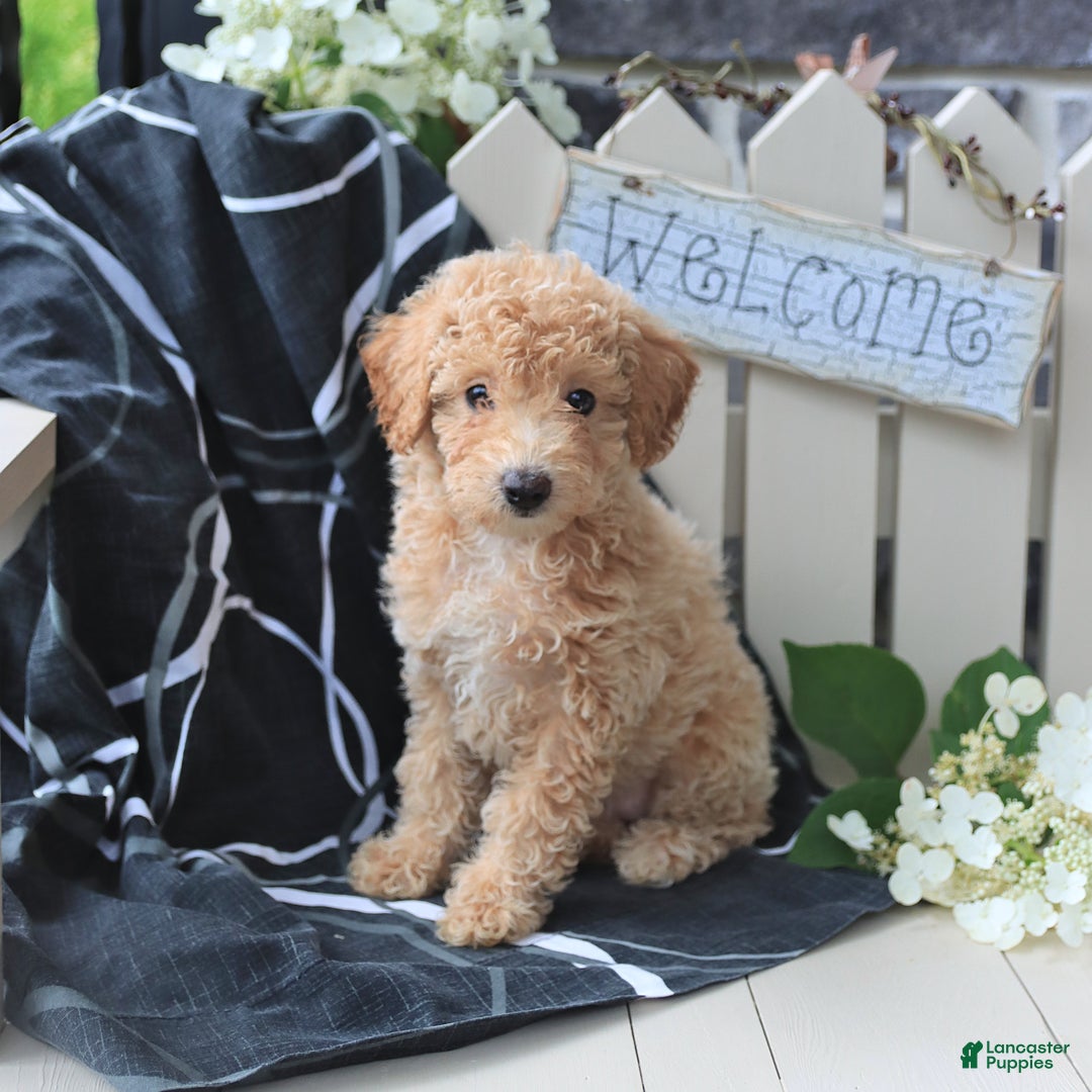 Miniature Poodle dogs for sale: Macy - Image 4
