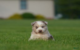 Gerberian Shepsky dogs for sale: Lawson - Image 14