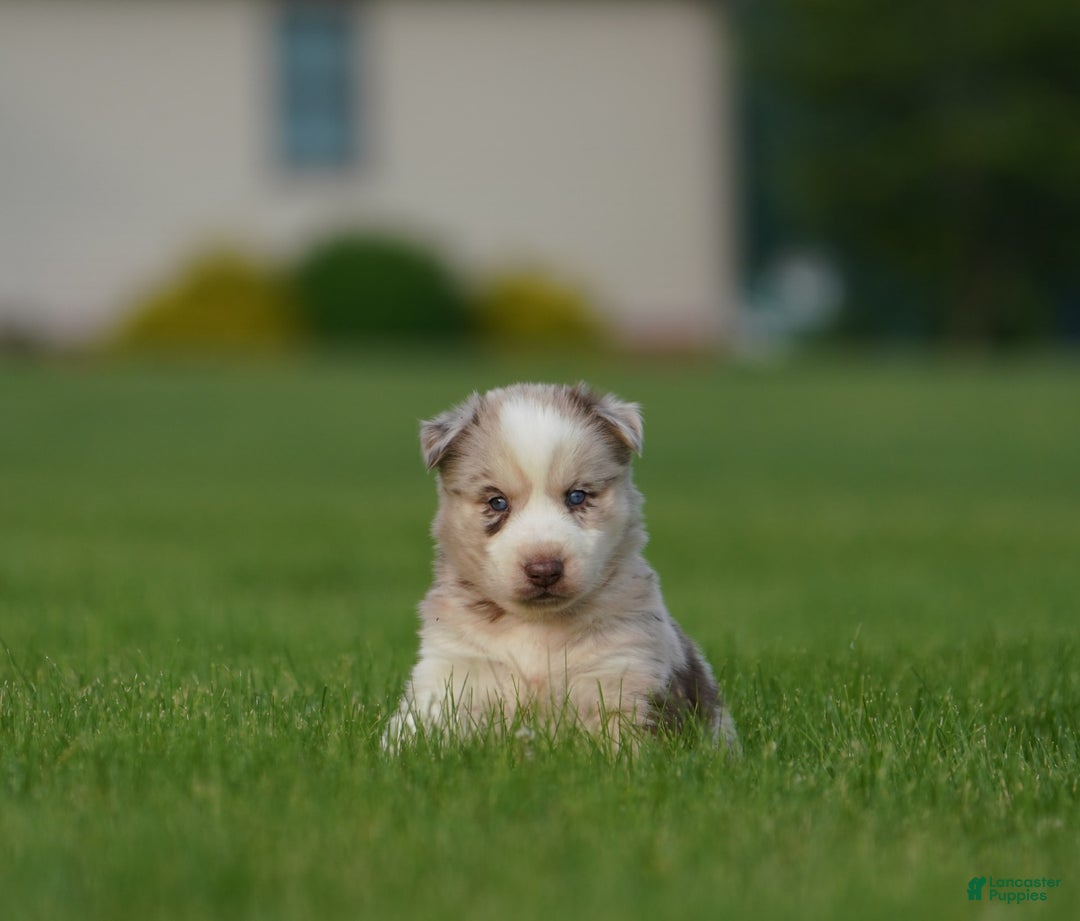 Gerberian Shepsky dogs for sale: Lawson - Image 14
