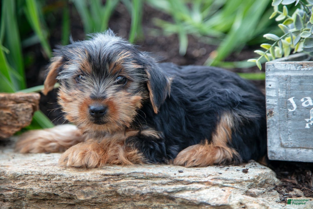 Yorkshire Terrier dogs for sale: Shaggy - Image 2