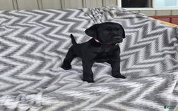 Labrador Retriever dogs for sale: Chester - Image 5