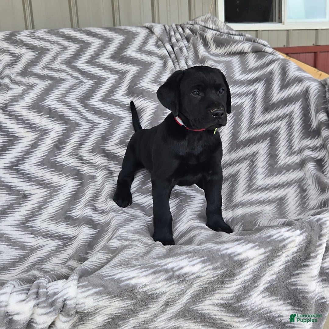 Labrador Retriever dogs for sale: Chester - Image 5