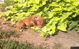 Rhodesian Ridgeback dogs for sale: Copper - Image 1