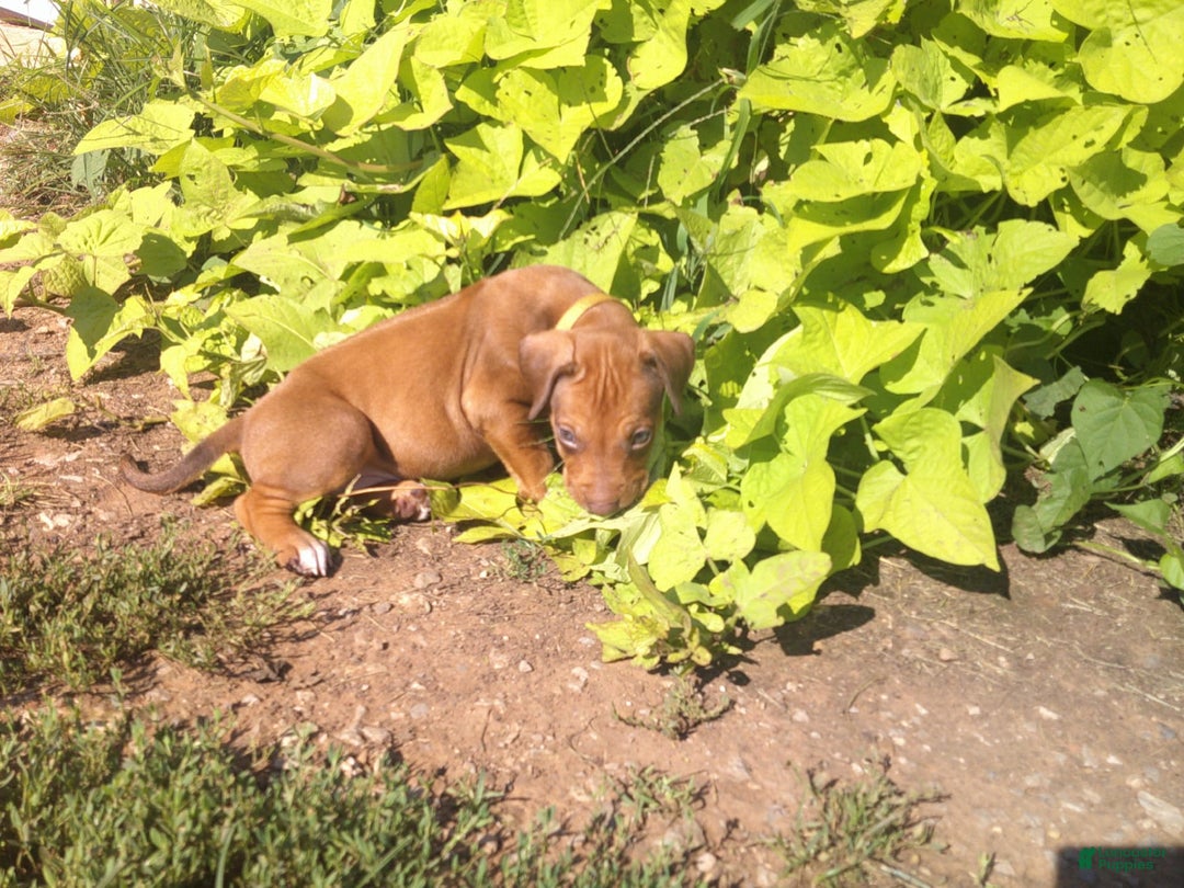 Rhodesian Ridgeback dogs for sale: Copper - Image 1