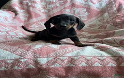 Dachshund dogs for sale: Sarah - Image 3