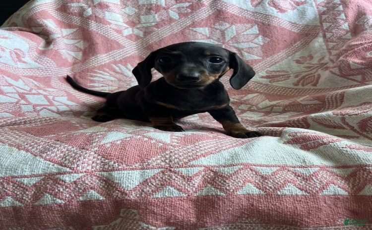 Dachshund dogs for sale - Ad 4