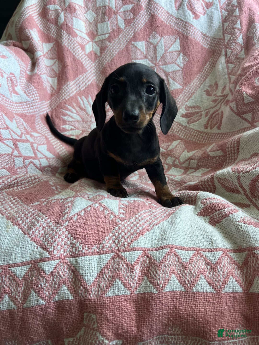 Dachshund dogs for sale: Sarah - Image 3