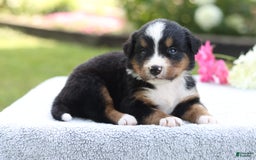 Bernese Mountain Dog dogs for sale: Polly Akc - Image 1