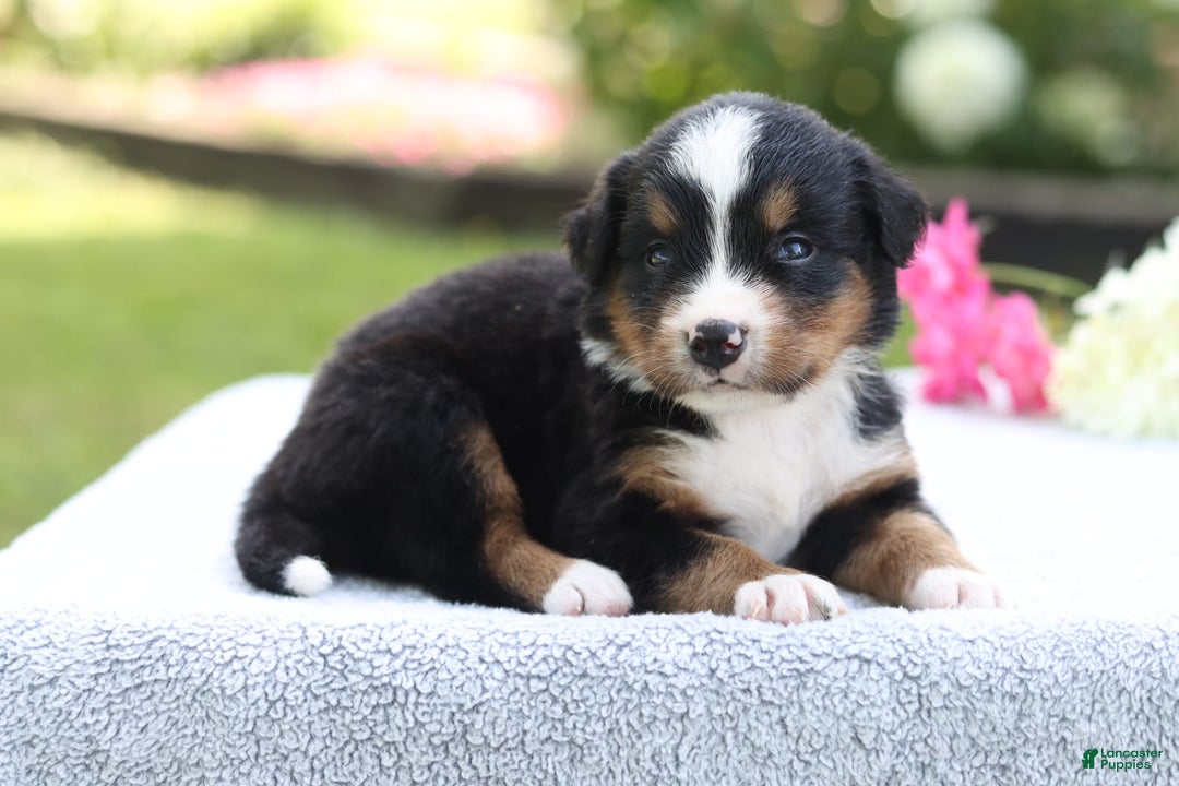 Bernese Mountain Dog dogs for sale: Polly Akc - Image 1