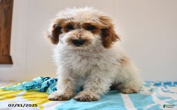 Mini Goldendoodle dogs for sale: Buster - Image 20