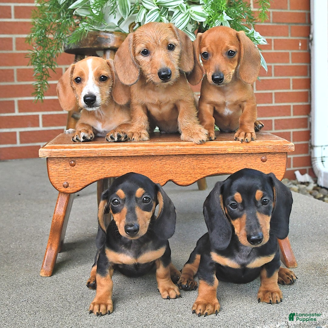 Miniature Dachshund dogs for sale: Teddy - Image 4