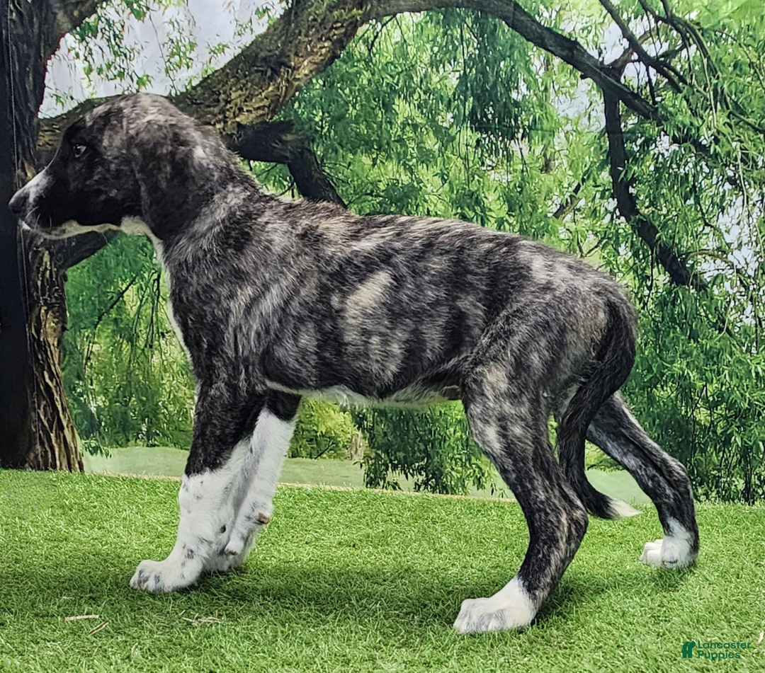 Anatolian Shepherd dogs for sale: AKC Dusty 2025 Male 5 - Image 15