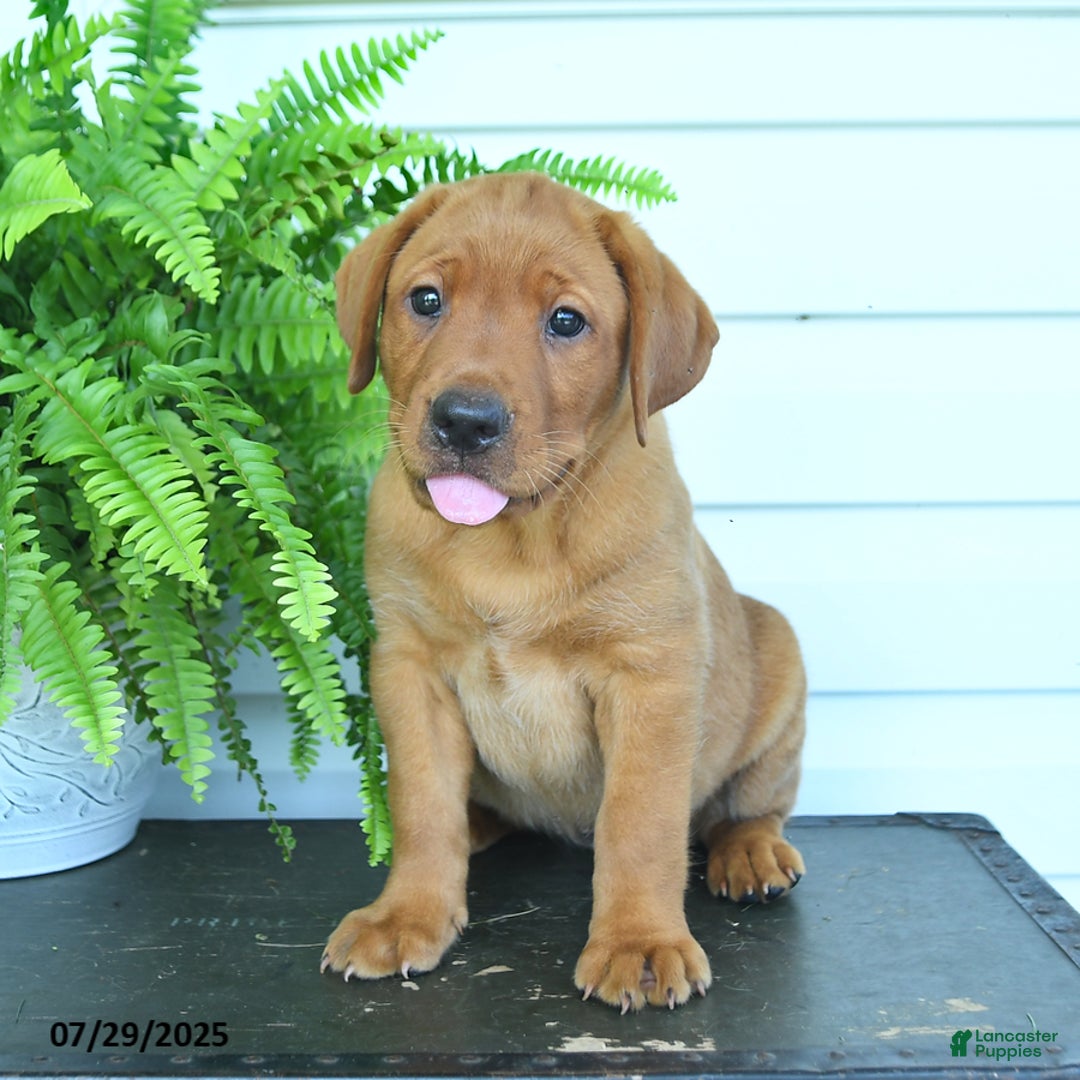 Labrador Retriever dogs for sale: Yola - Image 5