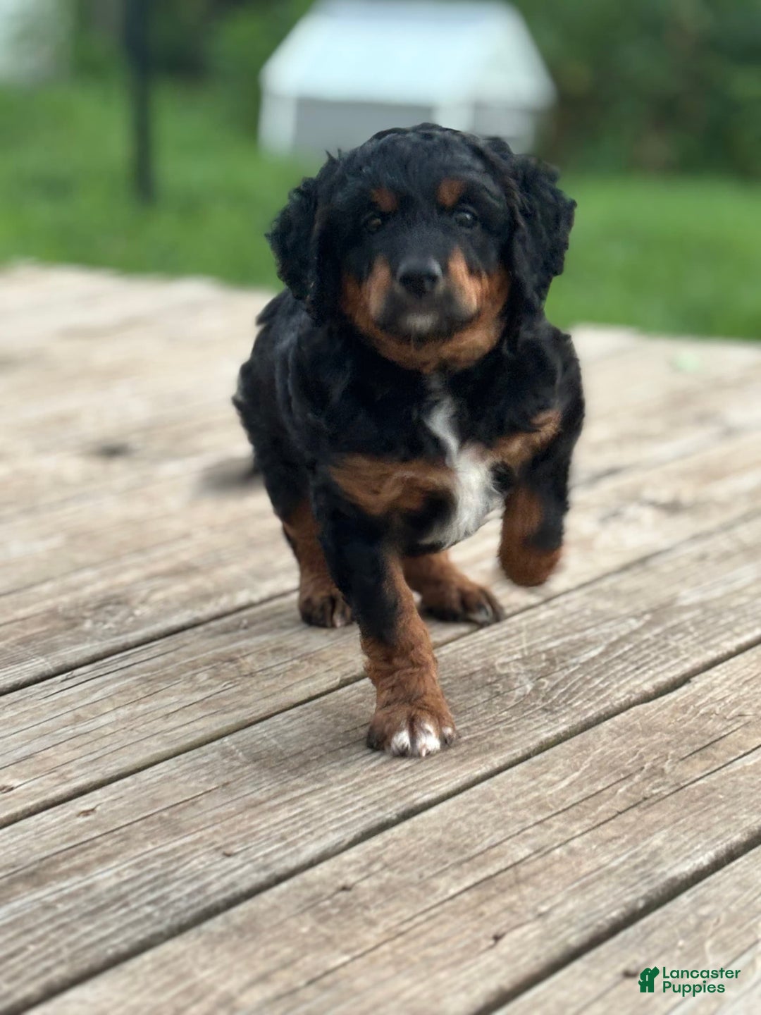 Aussiedoodle dogs for sale: Enola - Image 12