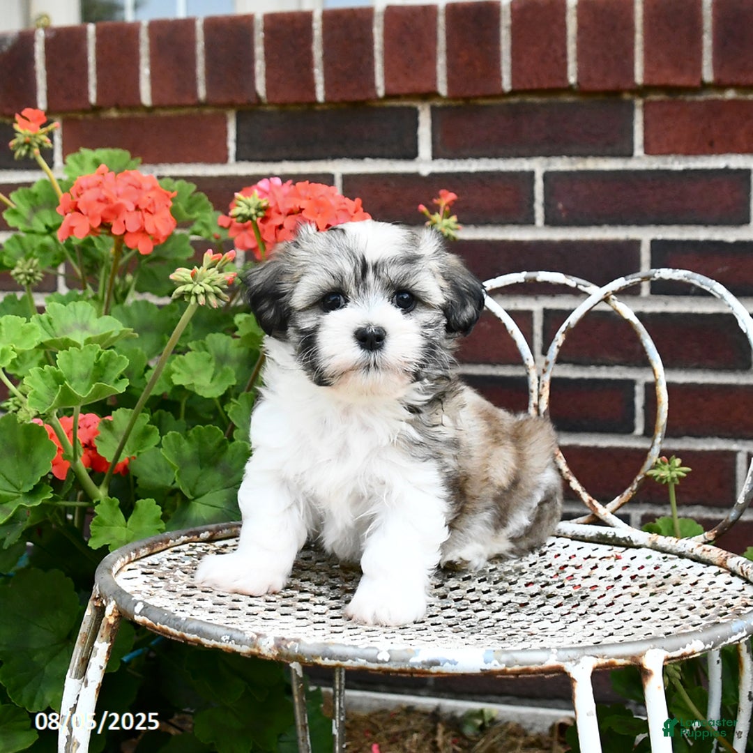 Malshi dogs for sale: Carson - Image 4