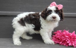 Cockapoo dogs for sale: Bella - Image 7