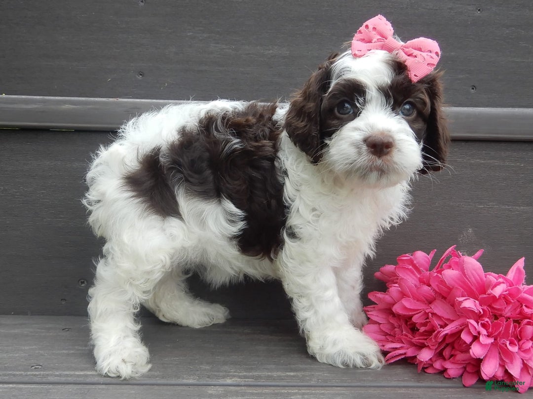 Cockapoo dogs for sale: Bella - Image 7