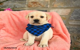 Labrador Retriever dogs for sale: Labrador Retriever 6 puppies - Image 10